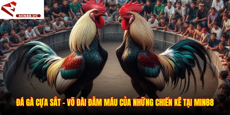 Đá Gà Cựa Sắt - Võ Đài Đẫm Máu Của Những Chiến Kê Tại Min88