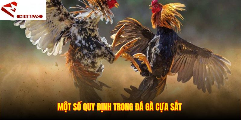 Một số quy định trong đá gà cựa sắt