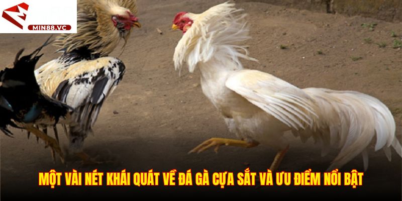 Một vài nét khái quát về đá gà cựa sắt và ưu điểm nổi bật