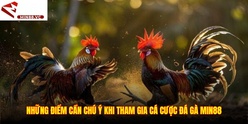 Những điểm cần chú ý khi tham gia cá cược đá gà Min88
