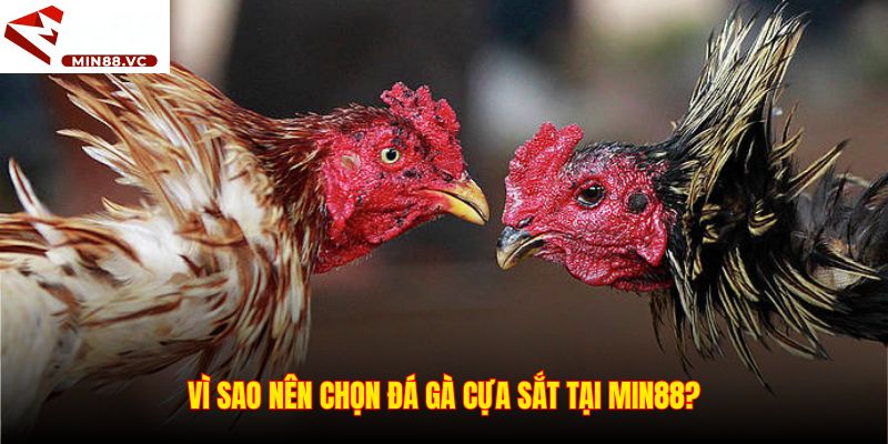 Vì sao nên chọn đá gà cựa sắt tại Min88?